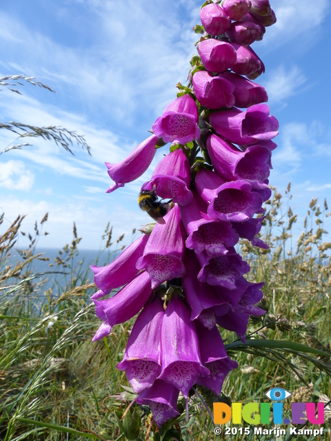 FZ018521 Bee on Foxgloves St. Bees Head